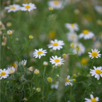 natura_17